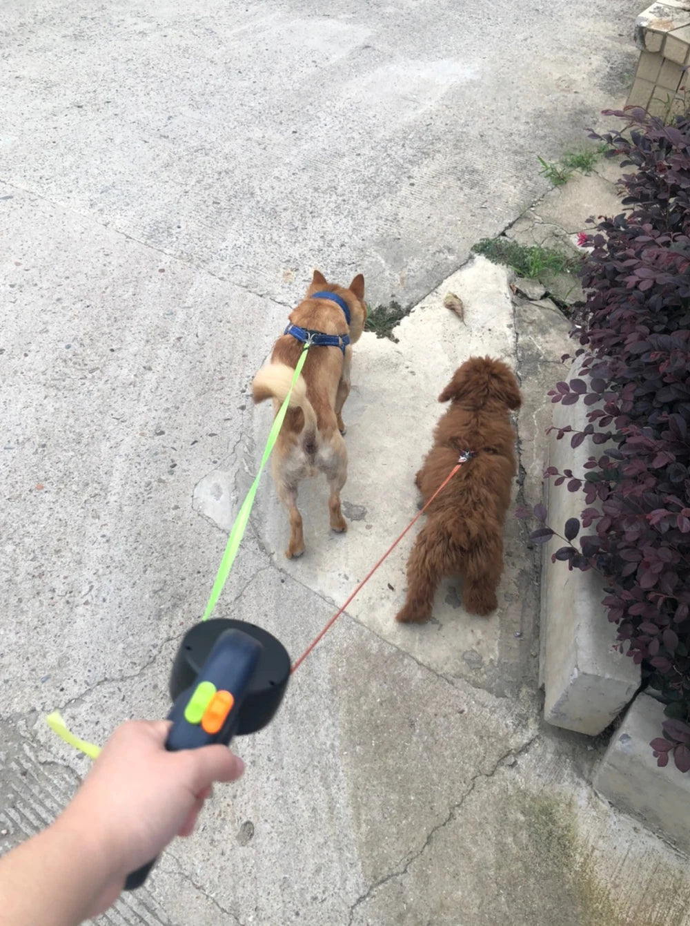 Retractable Dual Dog Leash with LED Light – Reflective & Tangle-Free